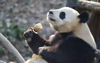 爆料潮汕熊猫视频在线观看  第1张